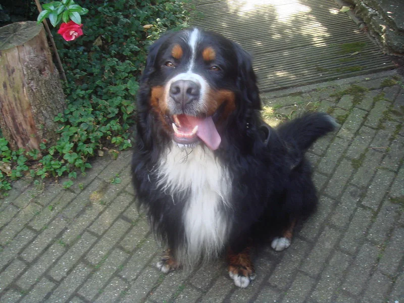 berner-sennenhond-ras