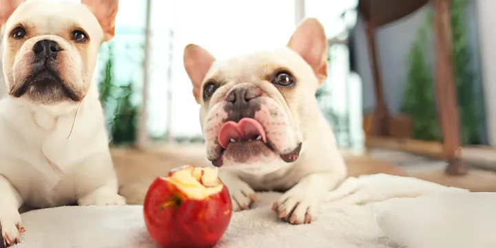 dog-apple