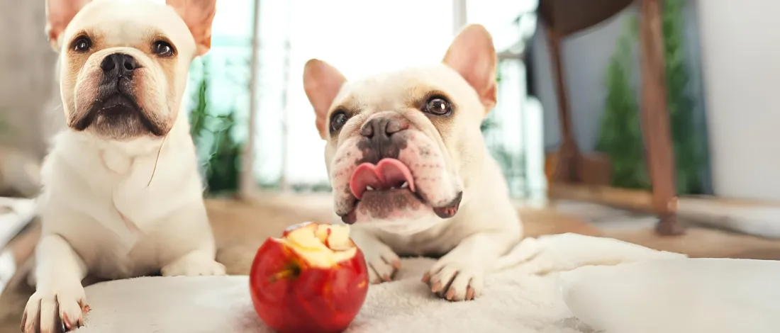 Can dogs eat apples?