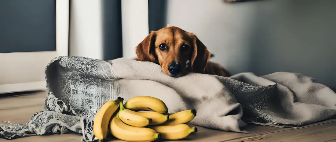 dog-bananas