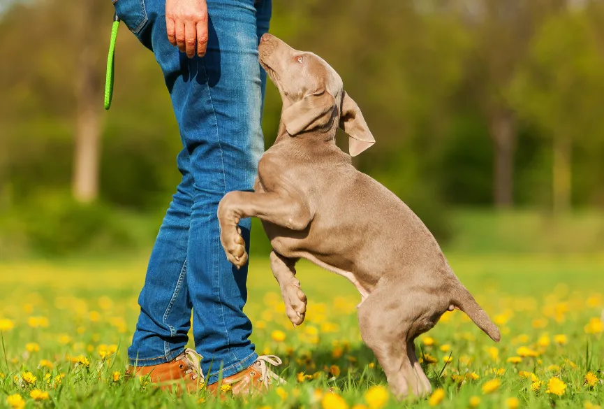 dog-jumping