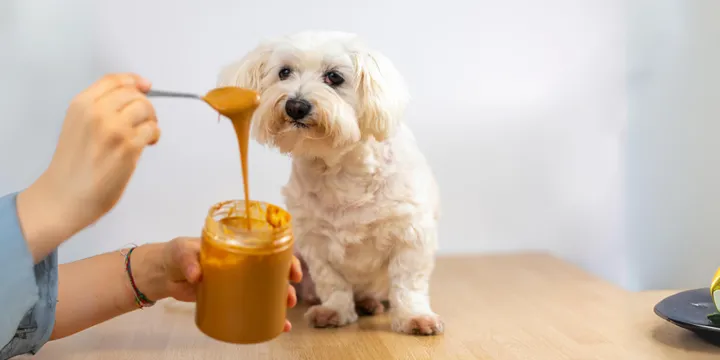 dog-peanut-butter