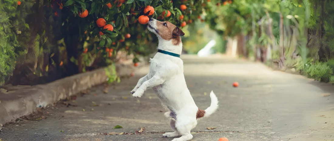 dog-tangerines