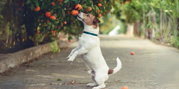dog-tangerines