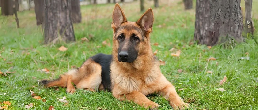 German Shepherd: Appearance, Character and Care