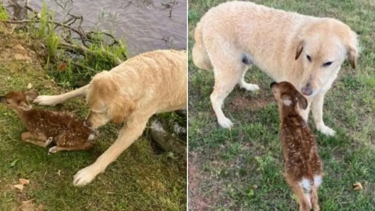 goldendoodle-redt-een-jong-hertje-van-verdrinking-en-blijft-voor-hem-zorgen